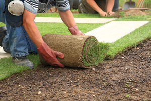 laying down sod